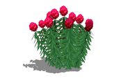 Rhododendron red
