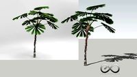 Licuala Ramasyi 'Daintree Fan Palm'