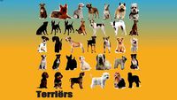 Terriërs