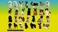 Geselsschapshonden