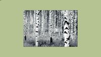 KOMAR 25077 Wallpaper Woods 4 x 270