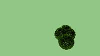 Buxus