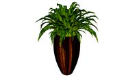 Planta em Cachepot