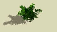 PALMEIRA ARECA