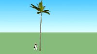 Palm Itree 00