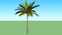 Palma Itree 03