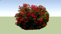 Nerium oleander red
