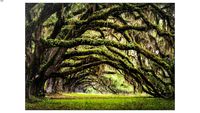 38508 Picture Nature Trees 70x50cm (Bild Nature Trees 70x50cm)
