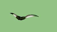 gale boomerang