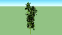 Phyllostachys Aurea