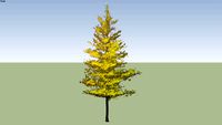 Columnar Ginkgo Tree