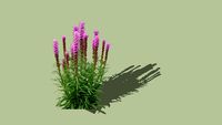 Liatris_Blazingstar_2D_Plant