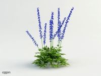 delphinium3d model