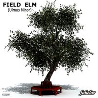 Field Elm3d model