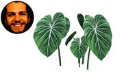 Philodendron Gloriosum Filodendro Glorioso Arum Cordatum