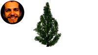 Juniperus Chinensis Torulosa Kaizuka Caiazuka Caizuca Cipreste Junípero Chinês Kaiazuca
