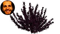 Berberis Thunbergii Berbere Japonês