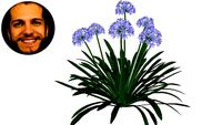 Agapanthus Africanus Agapanto Crinum