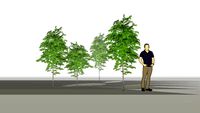 young moringa oleifera tree #moringa #moringaoleifera #keloe #edible