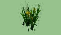 Iris pseudacorus