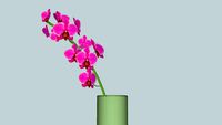 Орхидея, orchid