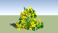 flowering shrub