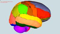 cerebro