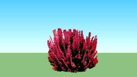 Calluna vulgaris 'Spring Torch'