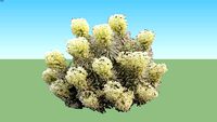 Euphorbia 'Tasmanian Tiger'
