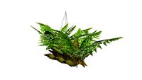Asplenium nidus