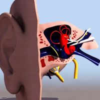 human anatomy3d model