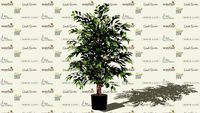 Floral-Tree Smilax