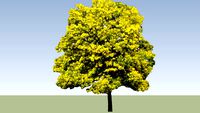 Acacia dealbata