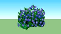 Geranium 'Rozanne'