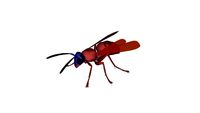 Wasp