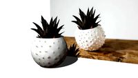 PLANTA SUCULENTA - plant vase