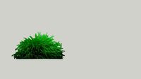 Miscanthus