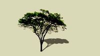 Evergreen tree
