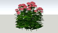 Sedum - Autumn Joy 3D Plant
