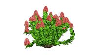 3D Landscape Plant - Hydrangea paniculata 'Firelight'