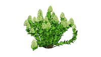 3D Landscape Plant - Hydrangea paniculata 'Limelight'