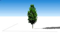 Árvore tree