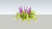 Liriope Grass Variation 2D_05