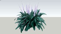 Liriope Grass Variation 2D_02