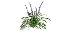 3D Landscape Plant - Liriope Grass - Big Blue Lilyturf Var 6