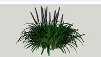 3D Landscape Plant - Liriope Grass Big Blue Lilyturf Var 5 (white flower)