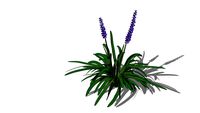 3D Landscape Plant - Liriope Grass - Big Blue Lilyturf Var 4