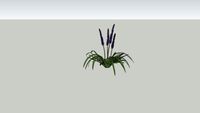 Liriope Grass Variation 3_03