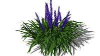 3D Landscape Plant - Liriope Grass - Big Blue Lilyturf Var 3