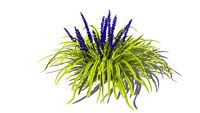 3D Landscape Plant - Liriope Grass - Big Blue Lilyturf Var 2